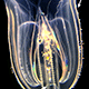 Featured Figure