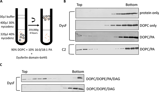 DysF domain binds PA. (A) Diagram of the liposome flotation assay based on density (Nycodenz) gradient centrifugation. (B and C) 12 fractions of 62.5 μl each were collected and subjected to western blot using anti-6xHis monoclonal antibody to check for the presence of 6xHis-DysF. Source data are available for this figure: SourceData F4. PE, phosphatidylethanolamine.