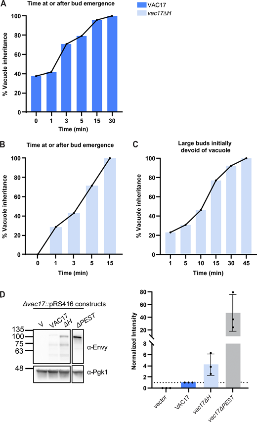 Elevated levels of Vac17 in the vac17ΔH mutant may eventually suppress the vacuole inheritance defect. (A–C) Buds that ultimately received vacuoles were chosen from Fig. 2, A and C and analyzed retrospectively. (A and B) Vacuole inheritance over time following bud emergence (n = 24 cells for wild type; n = 7 for vac17ΔH mutants). Time 0 represents cells where vacuole inheritance occurred concomitantly with bud emergence. After time 0, all cells that achieved vacuole inheritance at any time were included. (C) Analysis of the timing of vacuole inheritance in large buds of vac17ΔH mutant cells that lacked a vacuole at the start of imaging (n = 13). Large buds inherited vacuoles at times ranging from 20 s to 40 min. (D) Western blot analysis of lysates from cells expressing Vac17 from a CEN (low copy) plasmid compared with vector alone (n = 3). Cells were harvested during mid-log phase (OD600 0.4–0.6). The vector control did not contain detectable bands. This confirms that the doublet bands in Vac17-3xEnvy and vac17ΔH-3xEnvy are Vac17 protein. Both bands were included in the quantification. Deletion of the PEST motif, which is essential for Vac17 degradation, results in elevated Vac17 levels. Source data are available for this figure: SourceData FS2.