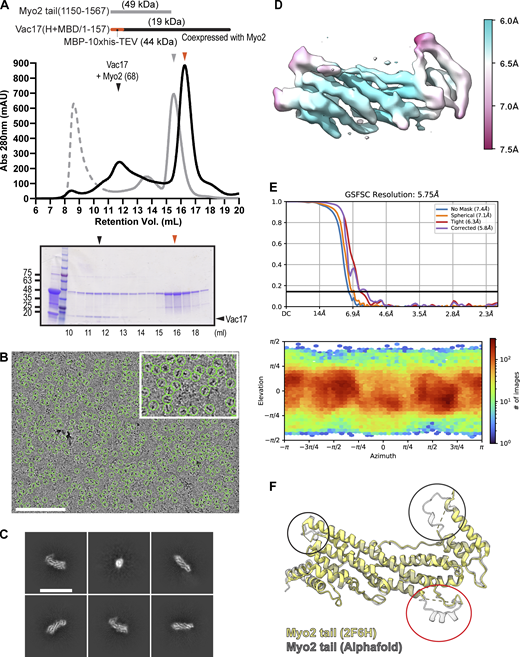 Purification and cryo-EM analysis of the Vac17–Myo2 complex. (A) Example of preparative gel filtration showing co-expression of recombinant Vac17(H+MBD) and Myo2 tail. The black arrowhead indicates the complex formation for Vac17(H+MBD) and Myo2, which was sampled for data collection (top). The orange arrowhead marks free MBP, and the gray arrowhead indicates apo Myo2 tail. SDS-PAGE analysis of fractions from volumes 10–18 ml is shown. (B) Example micrograph with selected particles. Scale bar = 100 nm. (C) 2D class averages of particles processed using CryoSPARC. Scale bar = 130 Å. (D) Local resolution range of the reconstruction. (E) Model statistics (top) and Euler distribution of particles. (F) Comparison of the Myo2 tail (PDB accession no. 2F6H; yellow) with the AlphaFold model, trimmed to fit the cryo-EM reconstruction (gray). Black circles indicate regions resolved in the cryo-EM map. The red circle highlights a predicted region lacking empirical data. MBD, Myo2-binding domain. Source data are available for this figure: SourceData FS3.