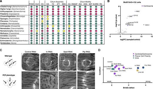 Identification of Combover as the Drosophila ortholog of PCM1, related toFig. 1. (A) Related to Fig. 1 B. Conservation of PCM1, and core centriolar (STIL/ANA2, SASS6/SAS-6, CENPJ/SAS-4, CEP135/BLD10), centrosomal (CDK5RAP2/CNN, CEP192/SPD-2), and ciliary proteins (distal appendage, transition zone, IFT and BBS components, inner and outer dynein arm components, dynein assembly factors, nexins, N-DRC, radial spoke, and central apparatus components [Dobbelaere et al., 2023]) across opisthokonts, based on reciprocal BLAST analysis and hidden Markov model–based searches. Color code is green >2/3 of genes in indicated category present, yellow >1/3 of genes present, magenta <1/3 present. See also Table S1. (B) Results of LC-MS/MS analysis for direct BioID performed on the centriolar structural component SAS-4 in Drosophila S2 cells. Volcano plot of −log10 P values against log2 fold change (sample/control). Significantly enriched proteins (log2 enrichment >1, P <0.05) are indicated in dark gray, with centrosomal proteins highlighted in magenta. CMB was detected as a high-confidence interactor. See also Table S2 A. (C) Related to Fig. 1 D. Further characterization of PCP phenotypes in the fly notum. RNAi of PCP genes such as Inturned results in strong phenotypes, while centrosomal genes (Sas-4 and Plp) show no or weak phenotypes. (D) Quantitation of bristle defects for selected genes. Phenotypes were scored on a scale from 0 (no phenotype) to 4 (strong phenotype), with values shifted slightly to avoid overlap. N = 10 flies per condition.