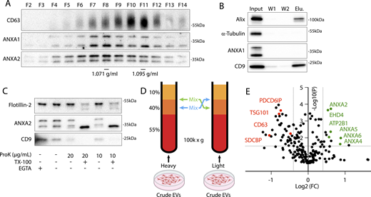 Annexin-containing EVs are distinct from exosomes. (A) Immunoblots show the distribution of EV markers across an iodixanol gradient of the conditioned medium 100k × g pellet fraction. Samples were taken from low (F2—Fraction #2) to high density (F14—Fraction #14). (B) Immunoblots show depletion of annexins from exosomes after immunoprecipitation with anti-CD63 beads from the conditioned medium 100k × g pellet fraction (W1—wash #1; W2—wash #2). (C) Immunoblots show degradation of EV markers in the conditioned medium 100k × g pellet fraction after treatment with indicated combinations of proteinase K (ProK) and 0.1% TX-100. For EGTA treatments, 5 mM EGTA was introduced into the medium prior to centrifuging the conditioned medium at 100k × g. (D) Schematic illustrating the separation of EVs for quantitative proteomics using sucrose step gradients is shown. (E) Volcano plot shows enriched proteins in the high buoyant density fractions (red) relative to the low buoyant density fractions (green). P values were calculated using a t test. Source data are available for this figure: SourceData F1.