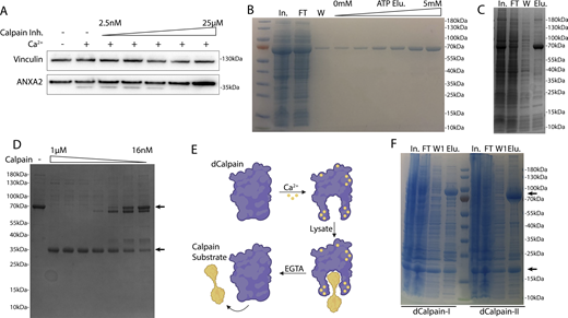 Calpain-1/2 cleave annexins, which are then shed in MVs. (A) Immunoblot analysis of cytosol fractions after incubation with or without 1 mM Ca2+, with a range of concentrations of ALLN inhibitor (Calpain Inh.). (B) Coomassie-stained gel showing purification of annexin A2-Halo from E. coli (In—lysate input; FT—100k × g pellet fraction flow through; W—CaCl2-containing 100k × g pellet wash; ATP Elu—elution from 100k × g pellet fraction with increasing concentrations of ATP). (C) Coomassie-stained gel showing purification of annexin A6-HA from E. coli (In—lysate input; FT—100k × g pellet flow through; W—CaCl2-containing 100k × g pellet wash; Elu—elution off 100k × g pellet with 10 mM ATP). (D) Coomassie-stained gel showing the mobility of recombinant annexin A6-HA, incubated with a range of concentrations of purified, porcine calpain-1. Arrows indicate uncleaved and cleaved products. (E) Schematic illustrating substrate binding and elution of substrates (yellow) to catalytic cysteine-to-serine mutant calpain baits (dCAPN, purple). (F) Coomassie-stained gel showing initial his-tag purification of CAPN1[C115S]-3xFlag-6xHis (dCalpain-I) and CAPN2[C105S]-3xFlag-6xHis (dCalpain-II) in complex with CAPNS1(86–268) from E. coli (In—lysate input; FT—bead flow through; W—bead wash; Elu—elution from Ni2+ with 300 mM imidazole). Arrows indicate calpain proteins. Source data are available for this figure: SourceData FS4.