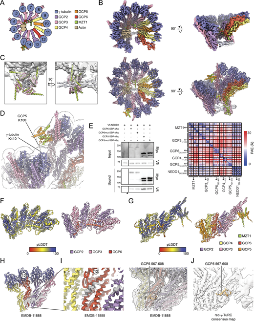 Details regarding rec-γ-TuRC consensus reconstruction and model building. (A) Schematic of the γ-TuRC highlighting subunit composition and numbering across the complex. (B) Top: two views of the rec-γ-TuRC consensus map showing higher resolution features. Map was sharpened in CryoSPARC and postprocessed with EMready (He et al., 2023). Bottom: two views of the refined rec-γ-TuRC model, including the NEDD1 pinwheel. (C) Two views of the NEDD1 pinwheel predicted by AlphaFold 3 (cartoon representation) fitted into the pinwheel density in the rec-γ-TuRC consensus map (transparent surface). (D) Cartoon representation view of MZT1:GCP5-NHD at the rec-γ-TuRC seam with the consensus density map in transparent surface representation. GCP5 K100 and γ-tubulin K410, identified as cross-linked residues in the native human γ-TuRC, are indicated (Consolati et al., 2020). (E) Left: western blot of inputs and bound fractions of SBP pulldowns of GCP-SBP-Myc constructs from HEK293T cells. GCP6mut corresponds to a deletion of GCP6 residues 329–341, while GCP5mut corresponds to a quadruple mutant of GCP5 R213A/R228G/L256E/V258E. Cells untransfected with any GCP-SBP-Myc constructs served as a negative control. Black triangle indicates location where blots were cropped for final figure generation. The experiment was performed three times with similar results. Right: partial alignment error plot for the AlphaFold prediction in Fig. 2 I. (F) Cartoon representation of AlphaFold 3 prediction of three copies each of GCP2 and GCP3 GRIP1 domains, together with the GCP6 belt and residues 191–252, colored by pLDDT (left) and subunit (right). (G) Segmented surface representation of the previously described helical element lining the lumenal face of GCP6, 2, and 3 in EMDB-11888 (Zimmermann et al., 2020). Map was postprocessed with EMready (He et al., 2023). The γ-TuRC subunits from the same study are shown in cartoon representation for reference. A zoomed in view of an unassigned helix contacting GCP6 is shown on the right and at a higher threshold. (G) Cartoon representation of AlphaFold 3 prediction of GRIP1 domains of GCP4, GCP5 (including NHD), GCP6, and GCP2, as well as MZT1 and the GRIP1 and GRIP2 domains of GCP3, colored by pLDDT (left) and subunit (right). The GCP5 insertion element that contacts the lumenal face of GCP6 is indicated. (H and I) Segmented surface representation of the previously described helical element lining the lumenal face of GCP6, 2, and 3 in EMDB-11888 (Zimmermann et al., 2020). Map was postprocessed with EMready (He et al., 2023). The γ-TuRC subunits from the same study are shown in cartoon representation for reference. A zoomed in view of an unassigned helix contacting GCP6 is shown in I (left) and at a higher threshold. The right shows the GCP5 insertion (aa 567–608) modeled in this study in cartoon representation and fitted into the EMDB-11888 density map (Zimmermann et al., 2020). (J) The GCP5 insertion modeled in this study (aa 567–608) is shown in cartoon representation in the rec-γ-TuRC density map. γ-TuRC position 12 corresponding to GCP6 is indicated in panels G, I, and J for reference. pLDDT, predicted local distance difference test. Source data are available for this figure: SourceData FS3.